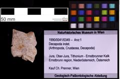 Foto (Objekt + Etiketten) von Decapoda indet. (NHMW-GEO-1990-0041-0349)